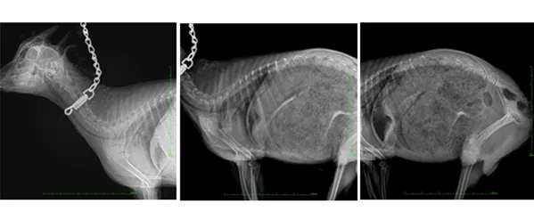 Veterinary Digital Radiography System VET1600