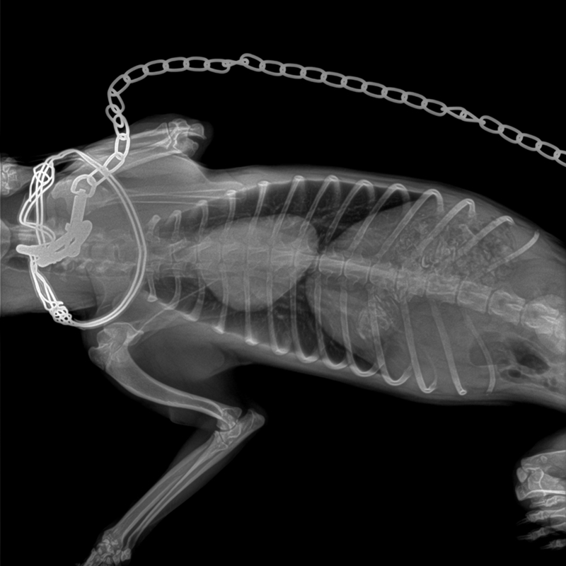 Veterinary Digital Radiography System (VET1600)
