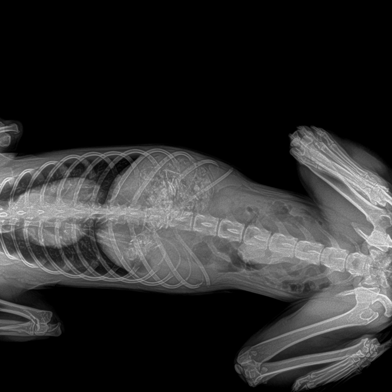Veterinary Digital Radiography System (VET1600)