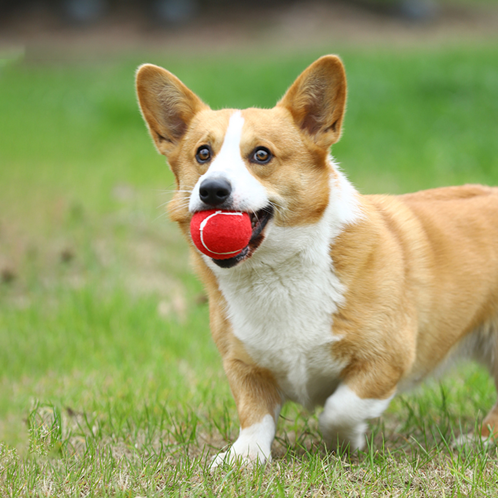 Hot Selling Eco-Friendly Lifelike 12 Colorful Rubber Tennis Ball Chew Toy Training Durable 2.5 Inches Interactive Dog Toy