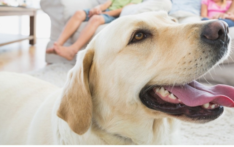 Pet Supplies Banner