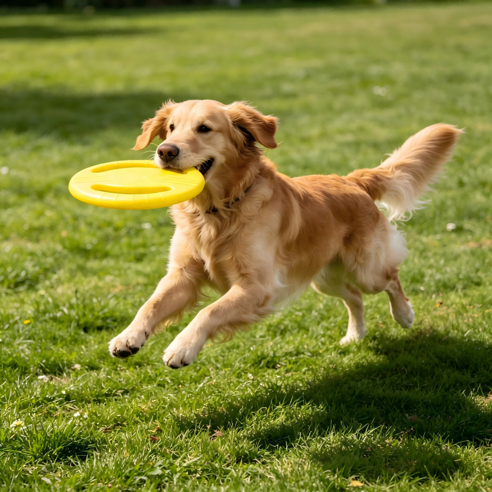 Pet Chew Toys Interactive Non-Toxic EVA Dog Bone, Durable Outdoor Bite Resistant Chew Toy OEM ODM Supported For All Dog Breeds