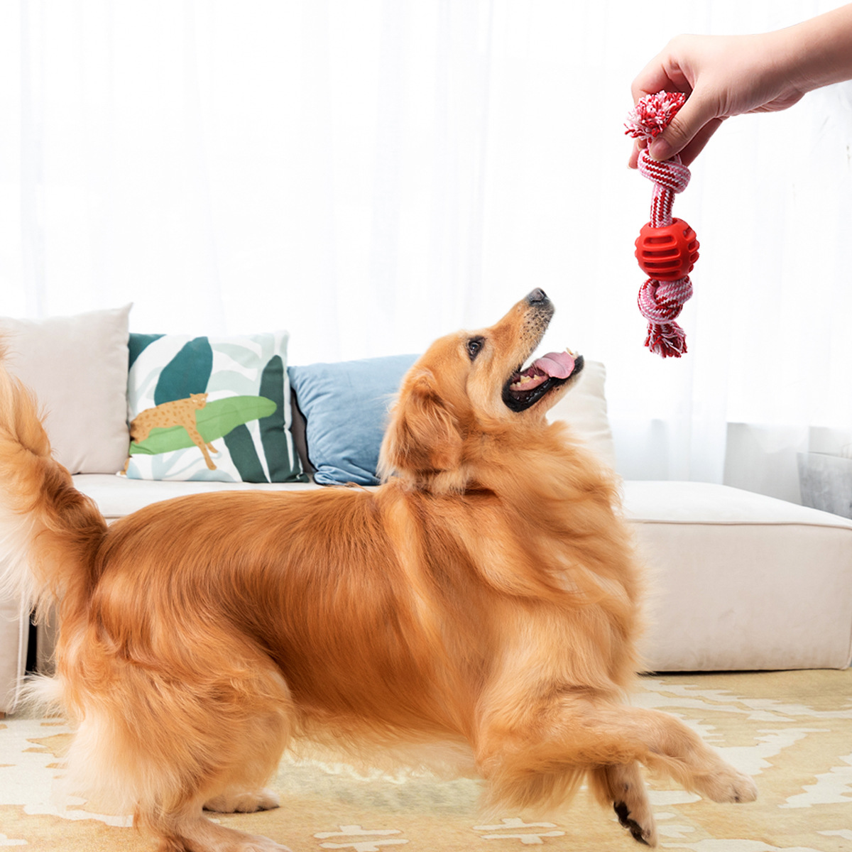 Pet Toy Feature Image 1