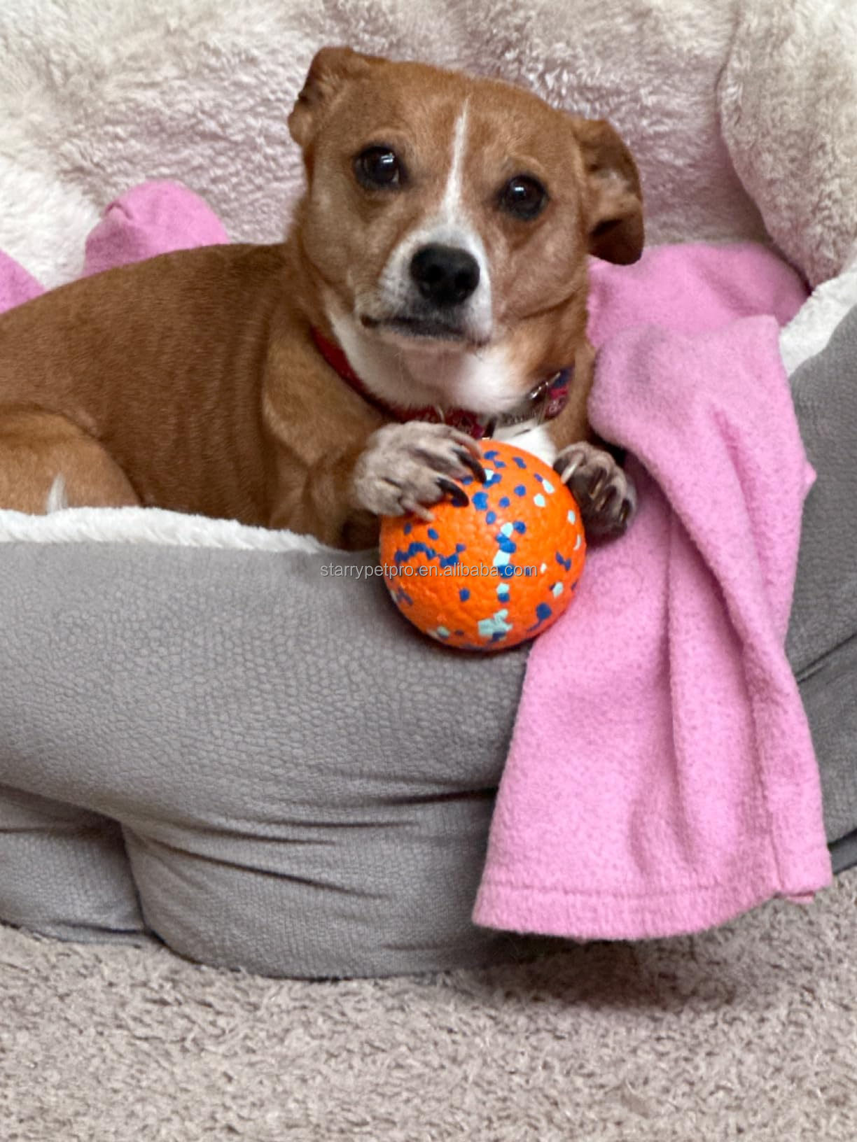Pet Training Ball