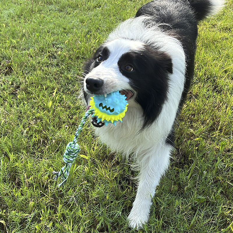 Dog Toy Showcase 13