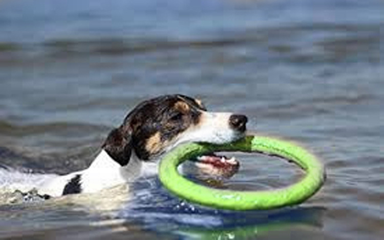 Dog Flying Disc Dog Training Toy