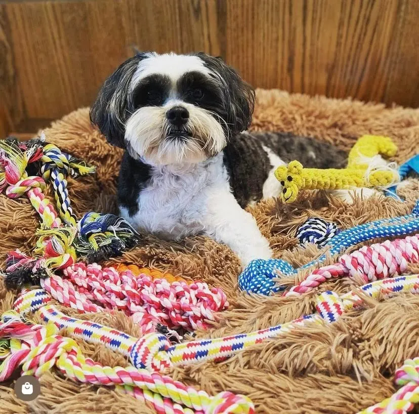 Dog Rope Toys for Aggressive Chewers - Set of 11 Heavy Duty Dental Dog Chew Toys