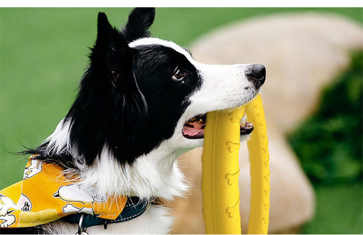 Pet Toy Presentation 2