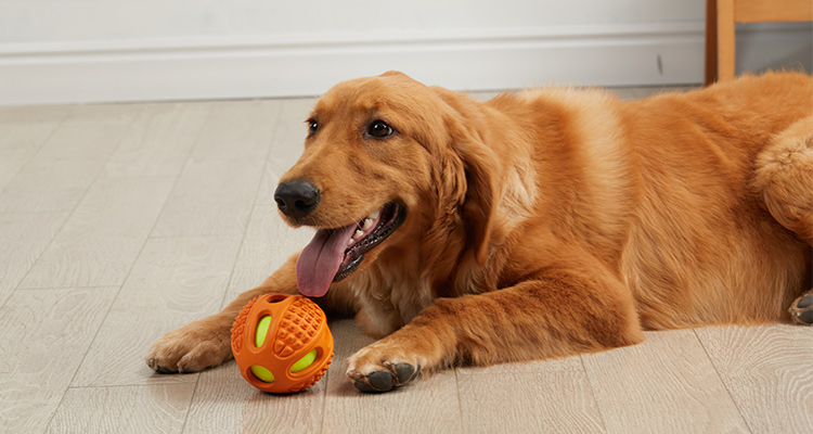 Dog Inserted Ball Overview