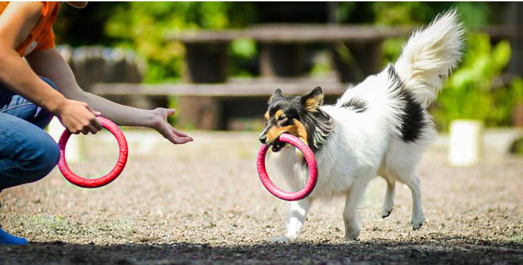 Dog Flying Disc Dog Training Toy