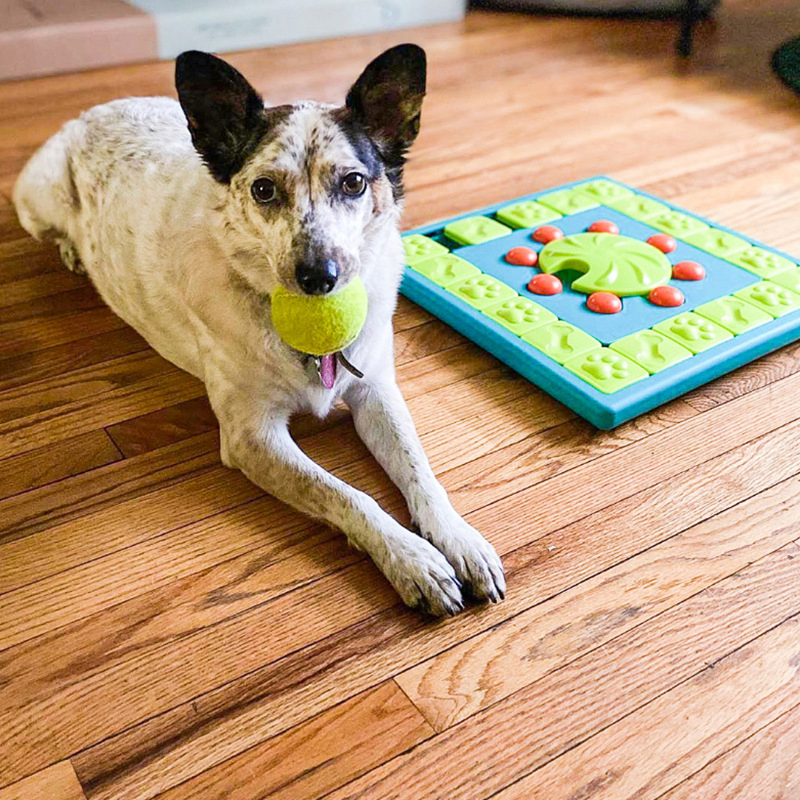 Dog Puzzle Toy Slow Feeder Bowl Pet Training Game Toy
