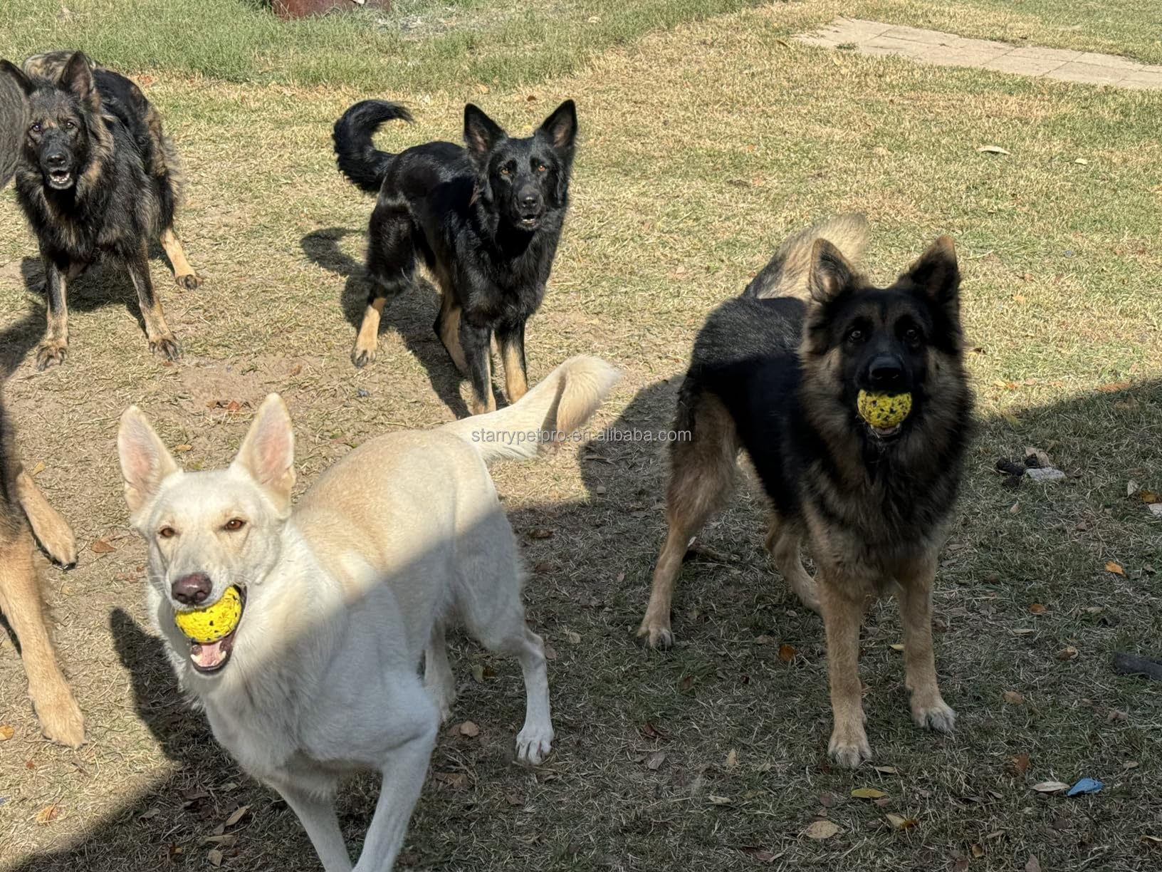 Safe Teeth Cleaning Ball
