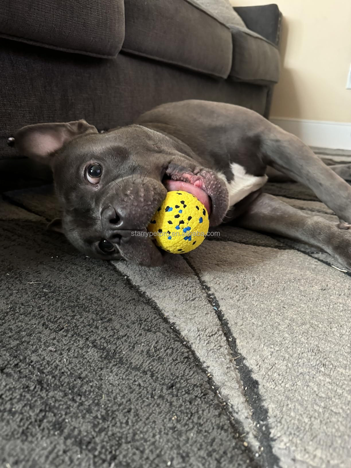 Heavy Duty Dog Toy