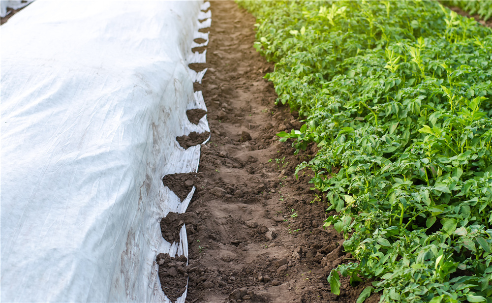 Agriculture Nonwoven Fabric for Crop Protection, UV Blocking, and Microclimate Control