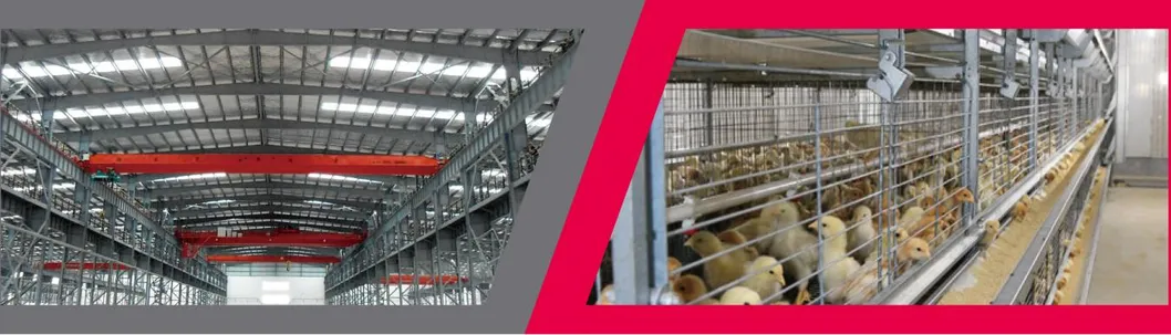 Innovative Metal Products for Green Chicken Farming Practices