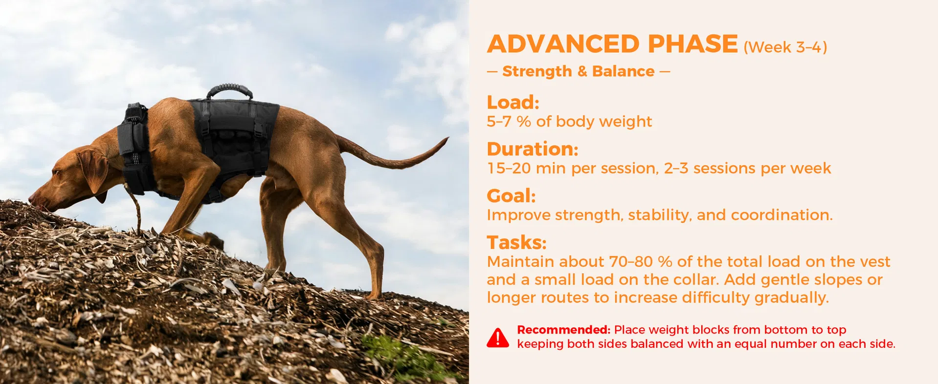 Conjunto de Chaleco y Collar para Perros con 4 Pesas Removibles de 0.88 Lb Equipamiento de Entrenamiento para Perros Medianos y Grandes