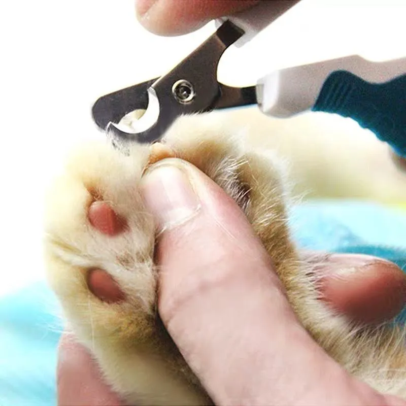 Cuidado de uñas de gato