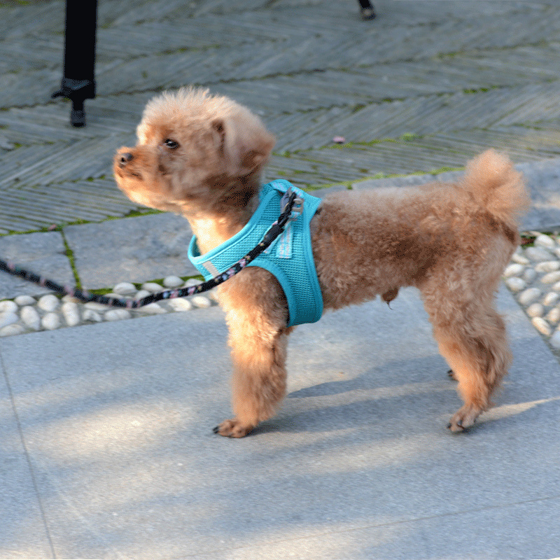 Productos para mascotas al por mayor, arnés de malla transpirable para gatos y perros