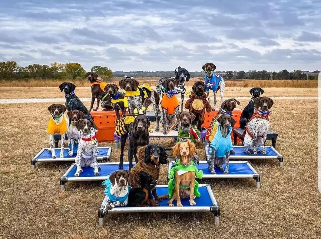 Ventas Calientes Cama para Perros Elevada Personalizada de Aluminio Resistente a Mordeduras para Exterior Ecológica
