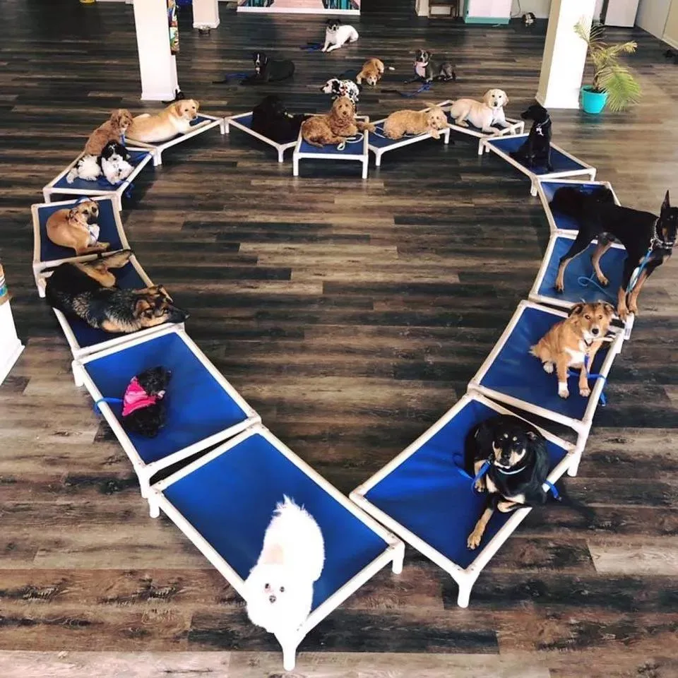 Ventas Calientes Cama para Perros Elevada Personalizada de Aluminio Resistente a Mordeduras para Exterior Ecológica