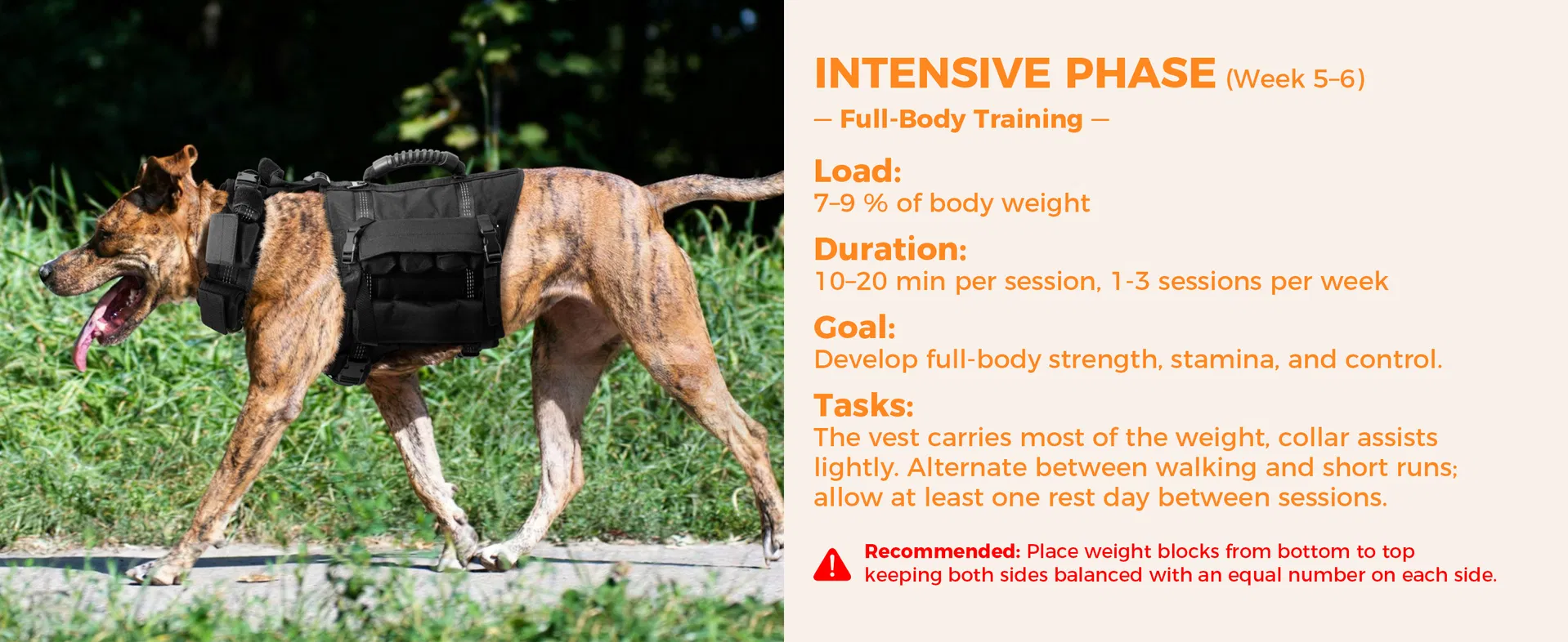 Conjunto de Chaleco y Collar para Perros con 4 Pesas Removibles de 0.88 Lb Equipamiento de Entrenamiento para Perros Medianos y Grandes