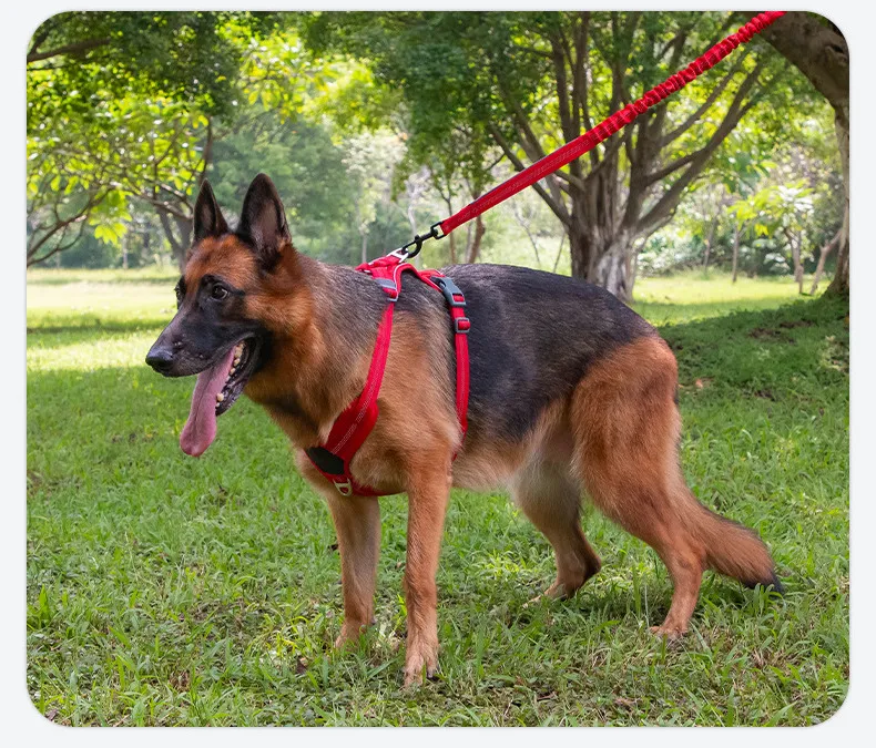 Correa para perro elástica bungee reflectante con doble mango y absorción de impactos