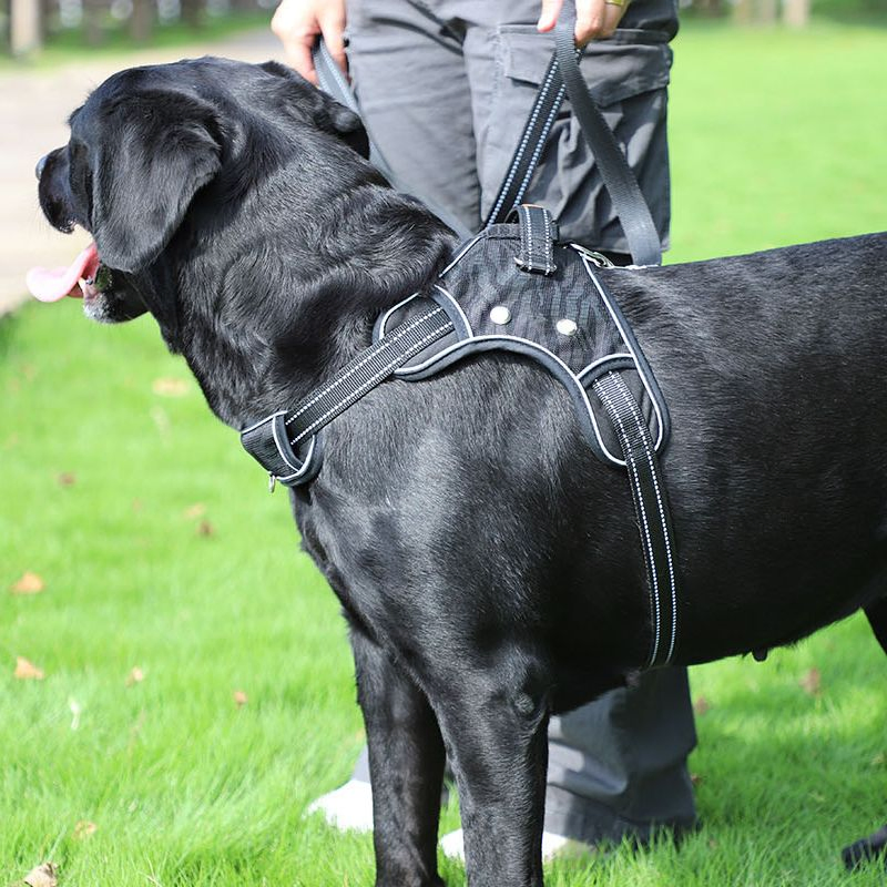 Arnés para perros luminoso con LED y reflectante para la seguridad nocturna