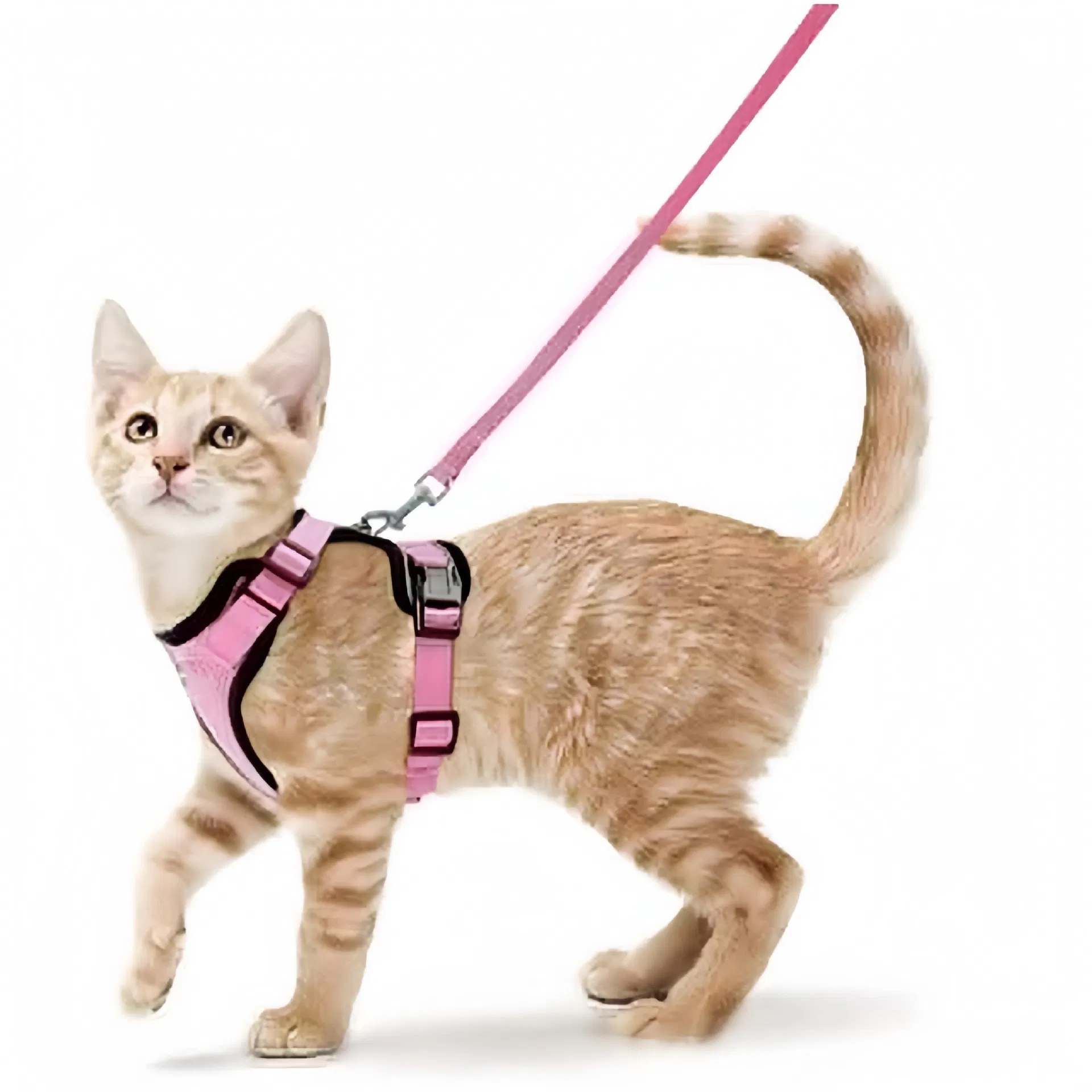 Arneses para gatos de todas las estaciones y cuerdas de salida, correas para el pecho de mascotas para aventuras al aire libre, nuevo arnés para mascotas
