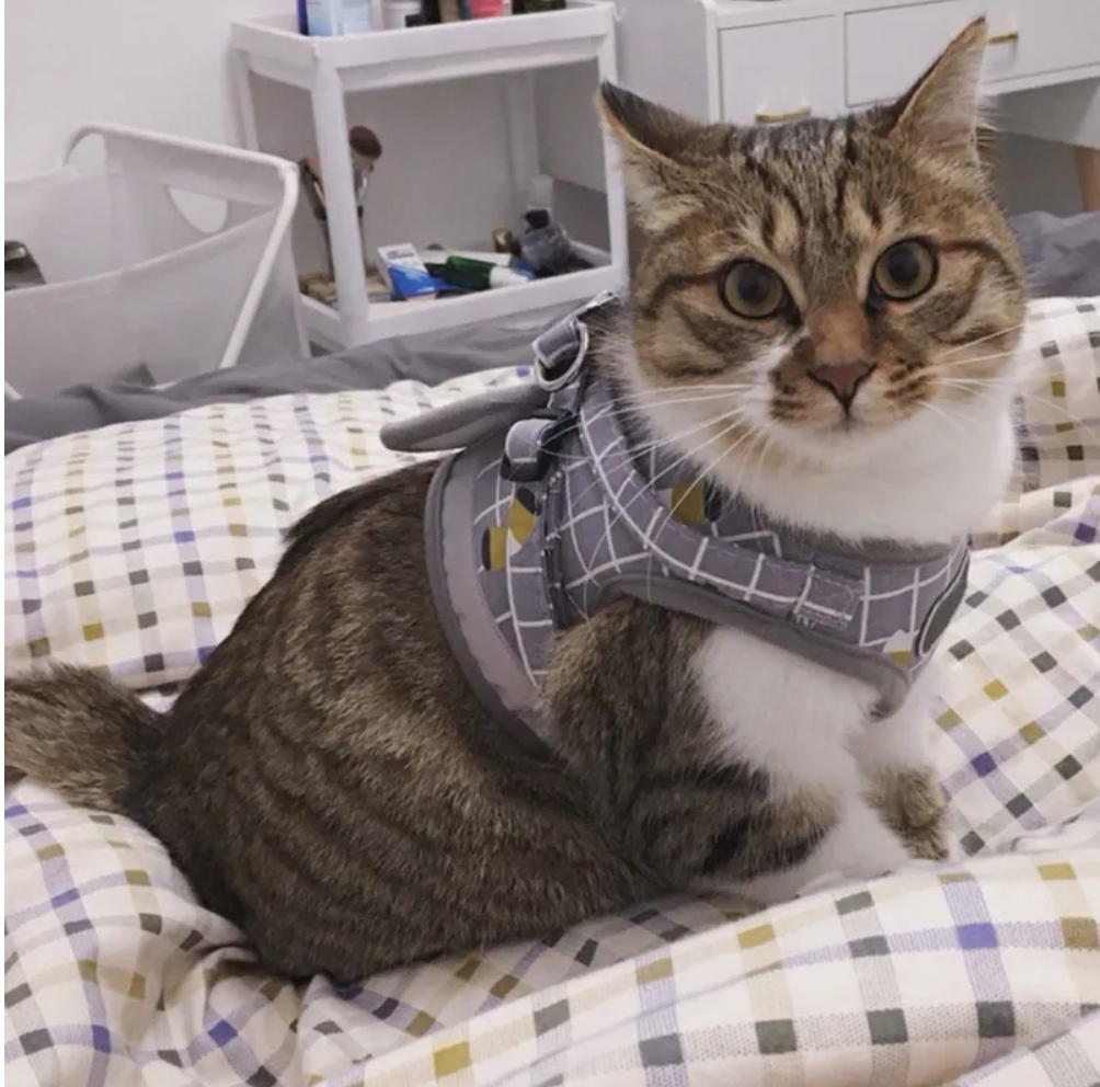 Collares de Gato de Cuadros de Malla de Verano para Mascotas, Arnés para Gatos al Aire Libre con Liberación Rápida