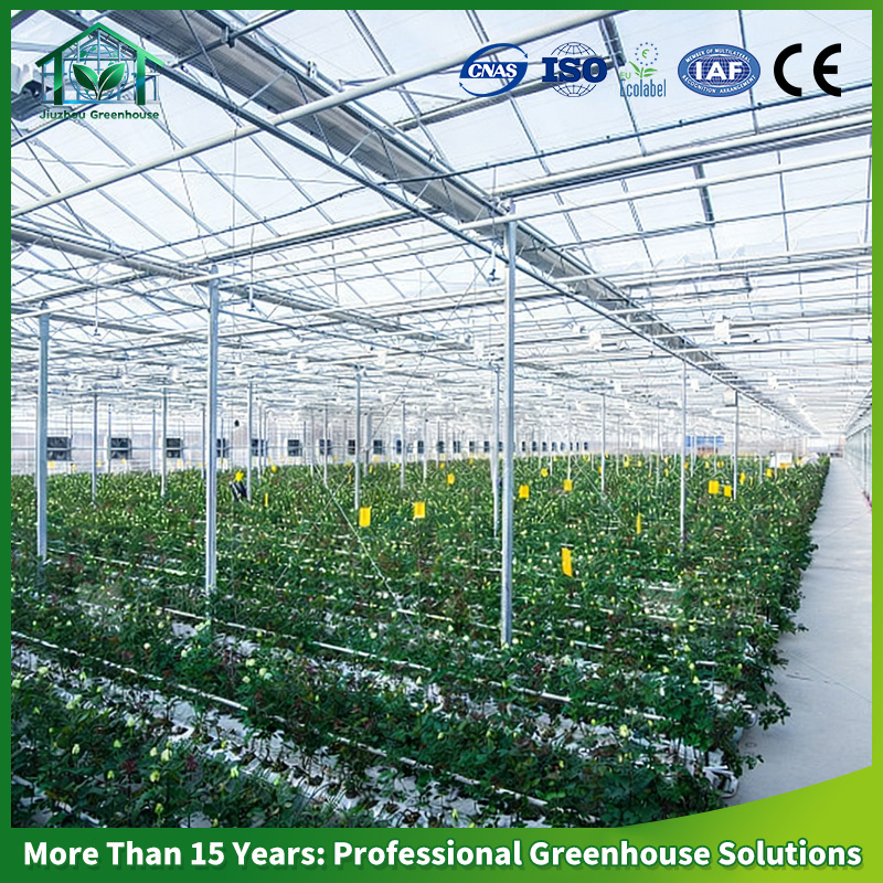 Multi-Span Venlo Glass Greenhouse Green House for Nursery Tomato Cucumber Leafy Vegetables Flowers with Hydroponic Automatic Irrigation System Long Life