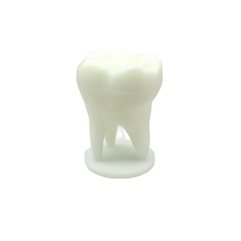 Dental Model Side View