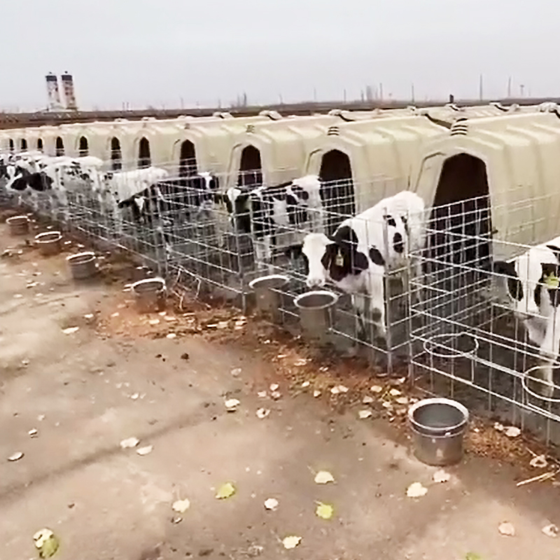Calf Hutch System for Efficient Dairy Farm Management
