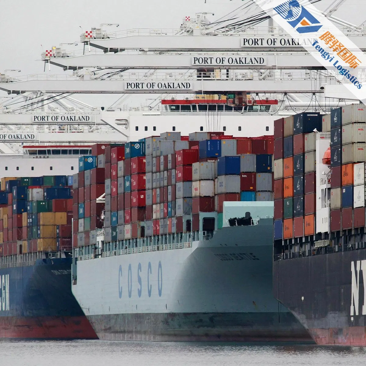 Canada Sea Shipping DDP Logistics Service with Low Shipping Cost