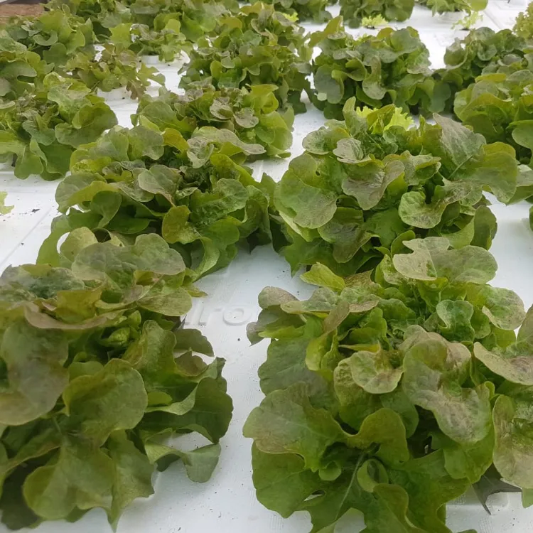 Vegetable Plating System