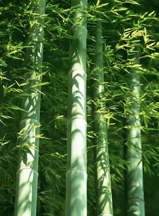 Sustainable Kitchenware