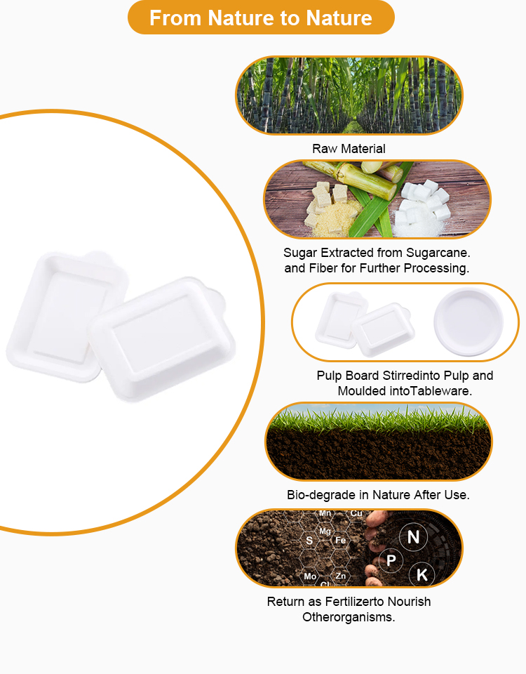 Bagasse Plate Structural View 2