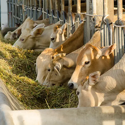 Agricultural Chemicals, Food and Feed Additives