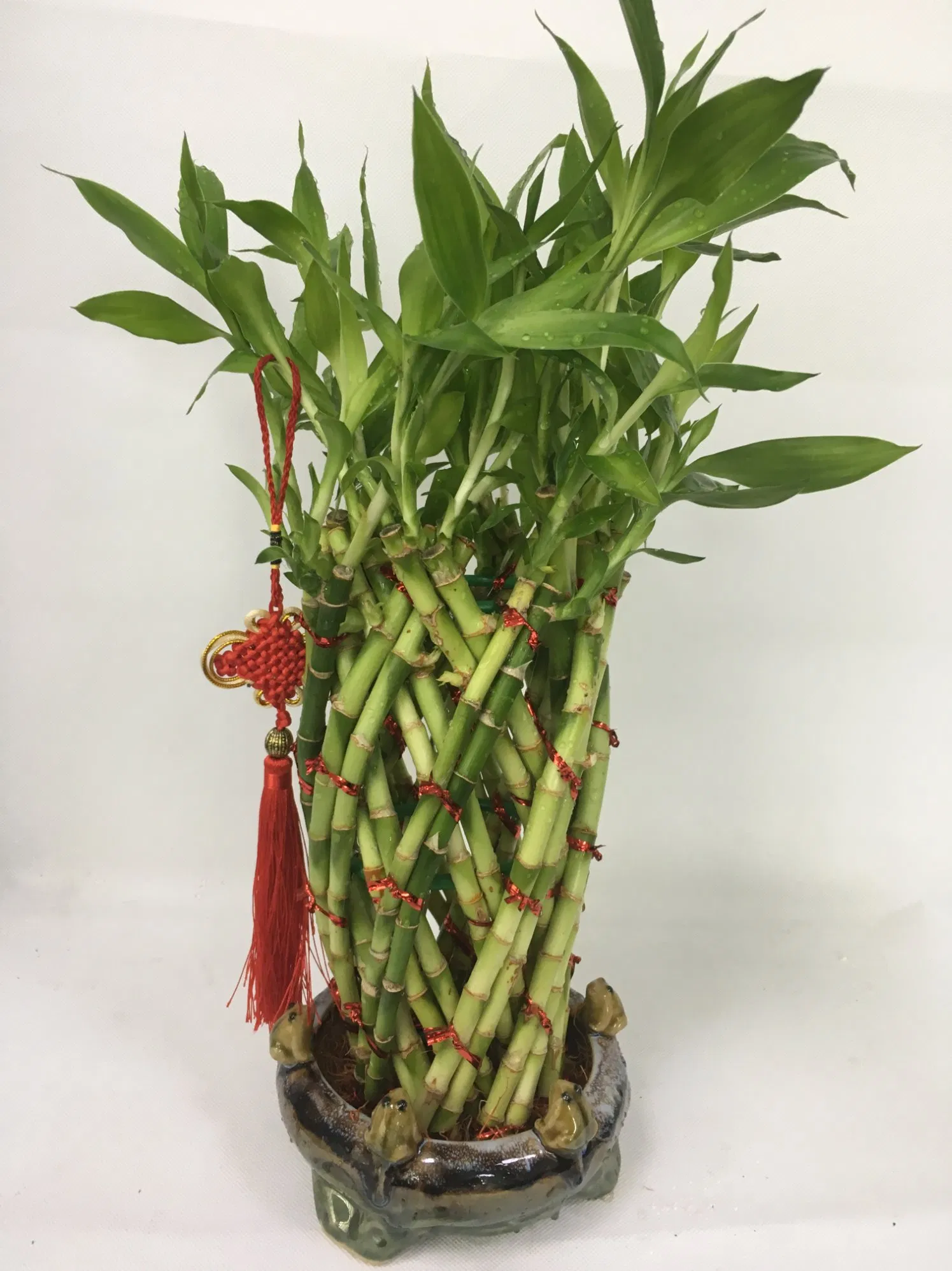 Natural Live Plant Artificial Outdoor Bamboo Tree Bamboo Plants Indoor Tower Lucky Bamboo