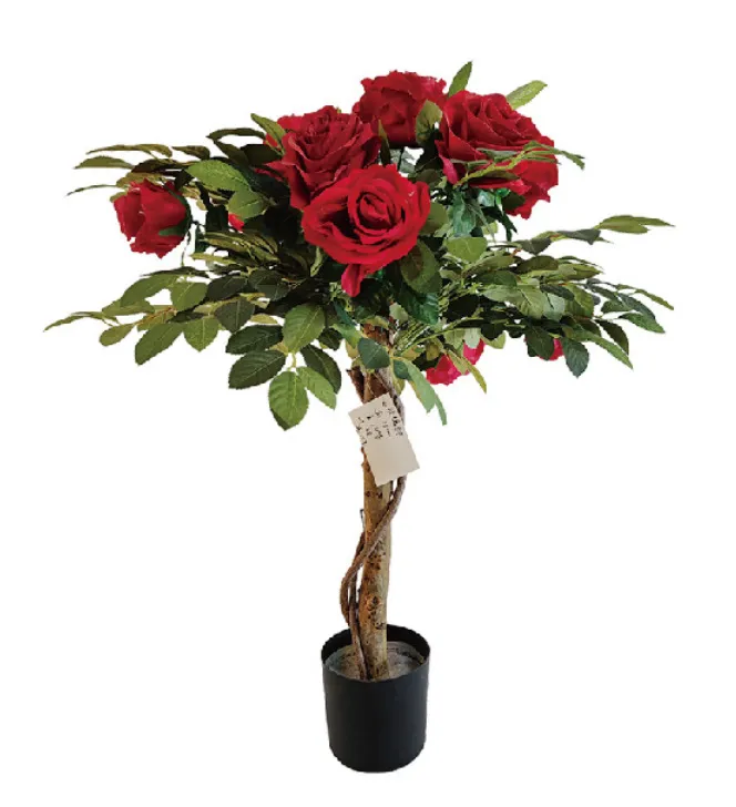 Rose Tree Close up 1