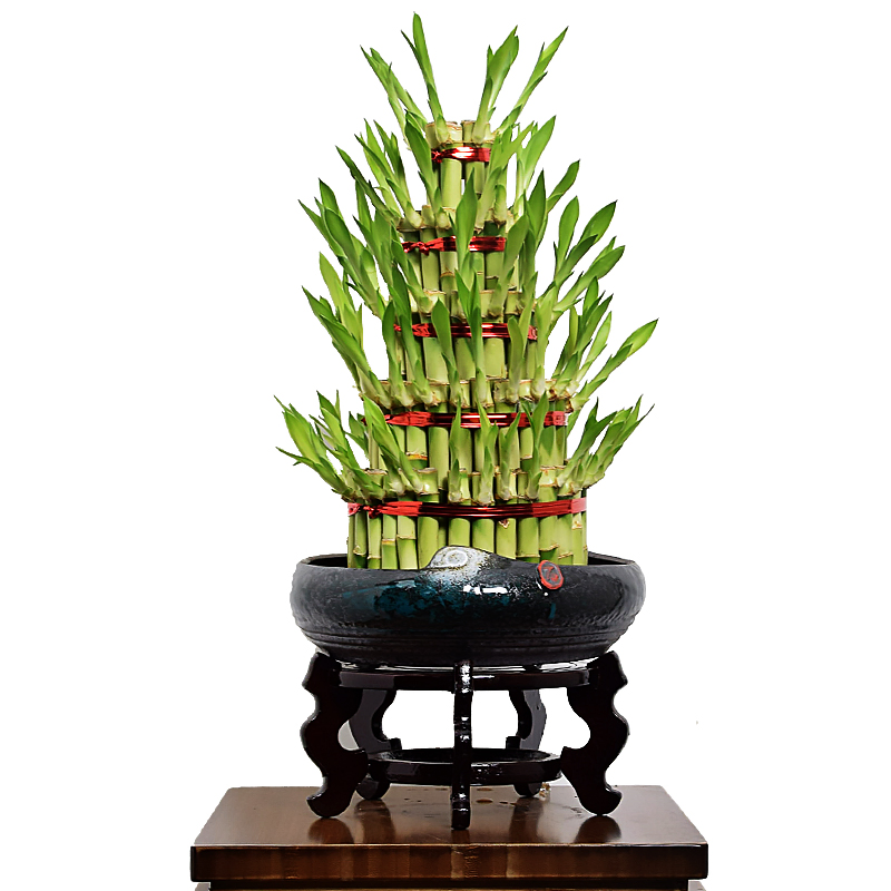 Natural Live Hotsale Lucky Bamboo in Stock