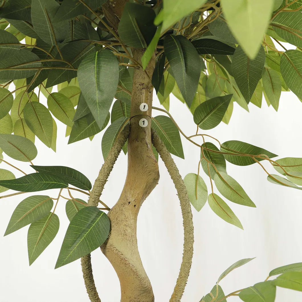 Ficus detail 1
