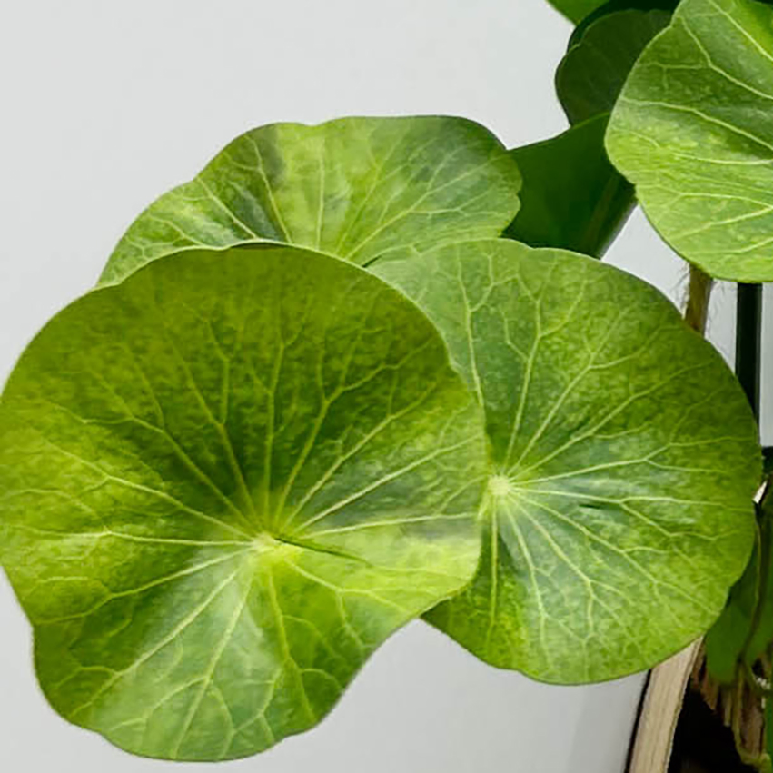 Home Decoration Artificial Evergreen Plant in Hanging Electroplate Ceramic Pot