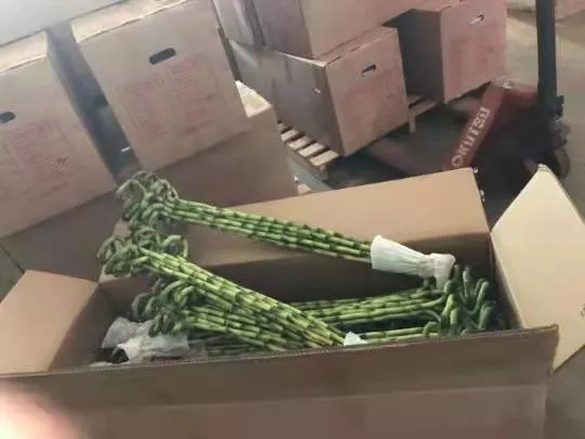 Lucky Bamboo Decoration