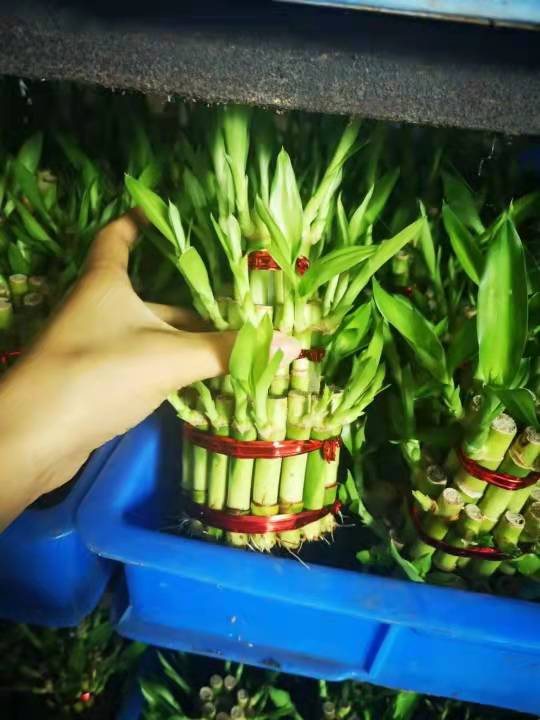 Small 4 Tower Lucky Bamboo Wholesale High Quality Artificial Lucky Bamboo
