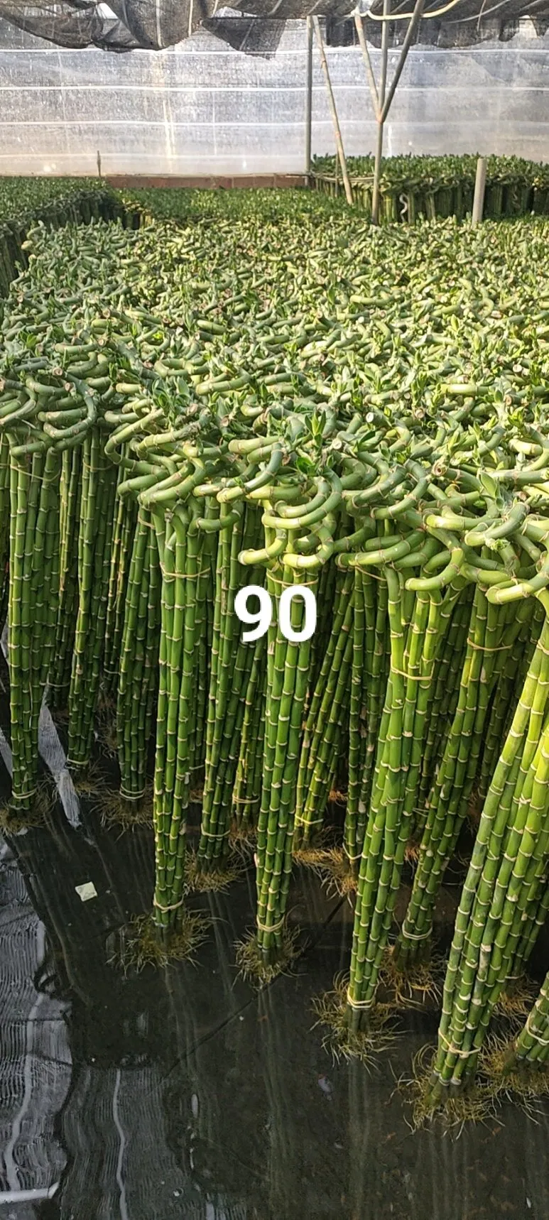 Lucky Bamboo Tower Live