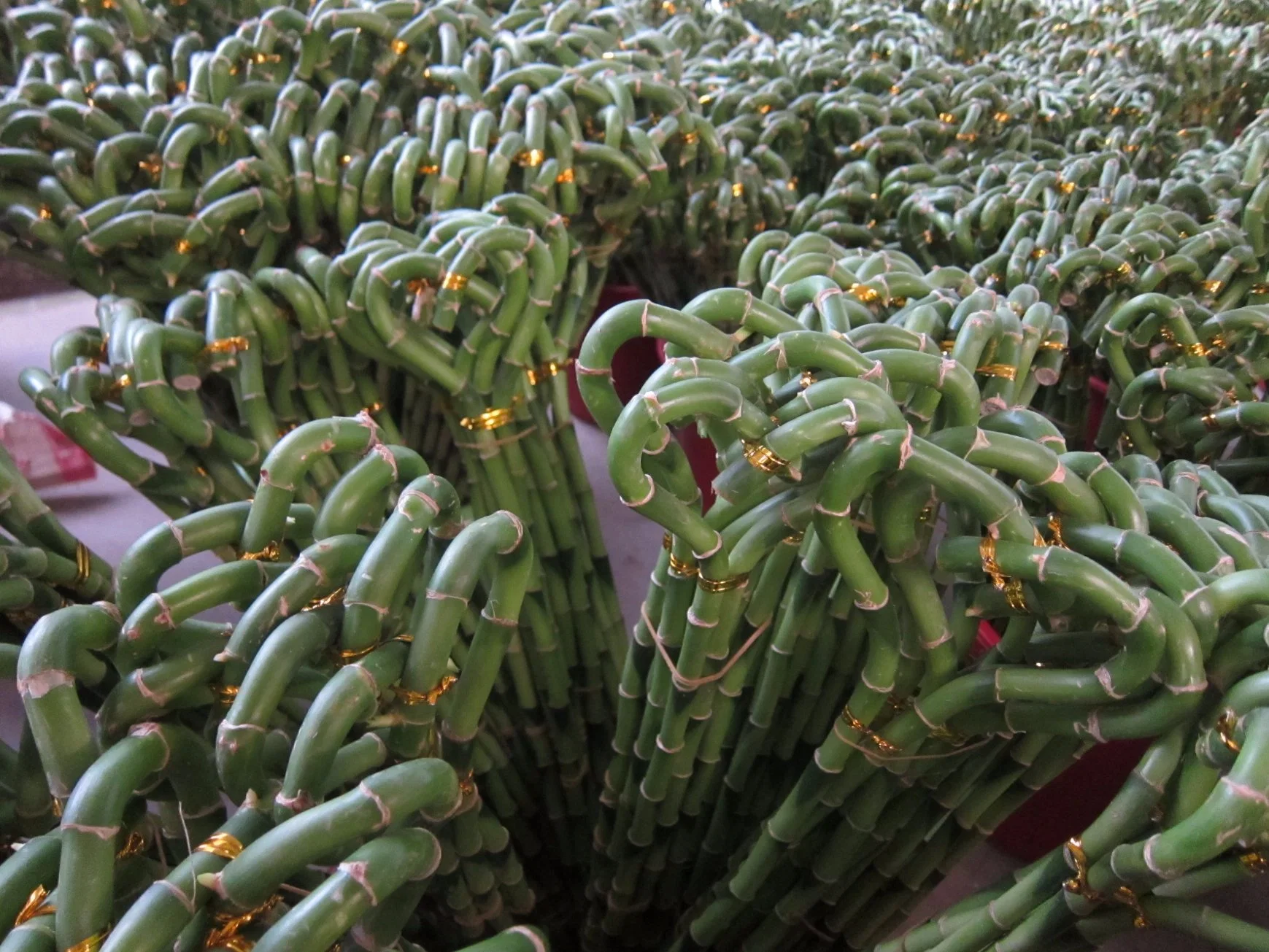 Spiral Lucky Bamboo Dracaena Sanderiana 45cm Indoor Plant Flower