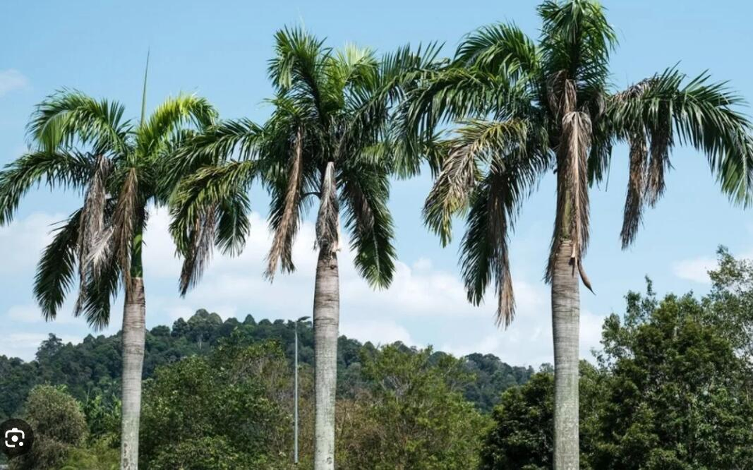 Artificial / Fake / Faux Coconut Palm Tree for Outdoors at Best Prices