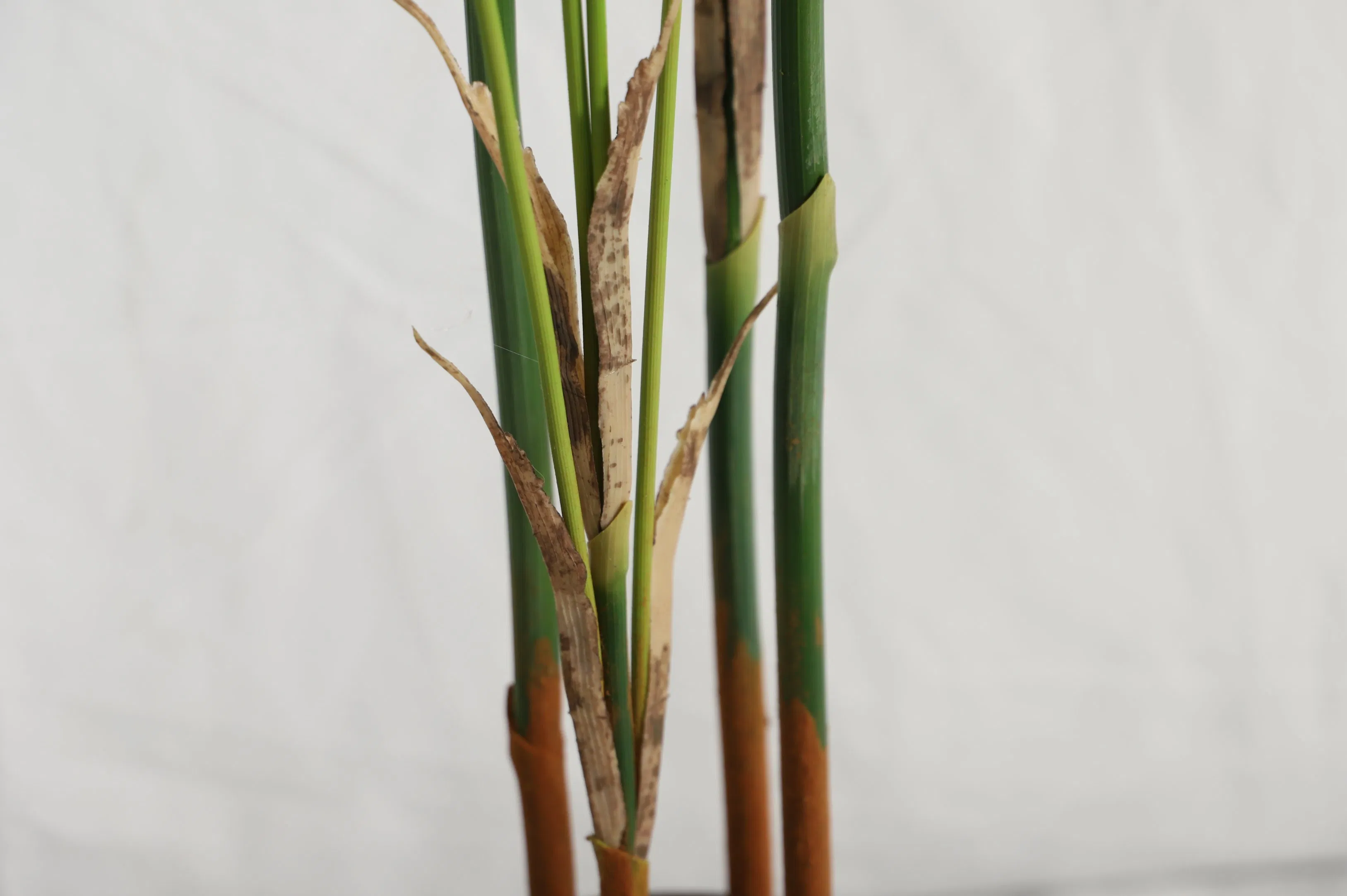 Indoor Decor Realistic Plants Landscaping Artificial Tree Bonsai Artificial Palm Tree