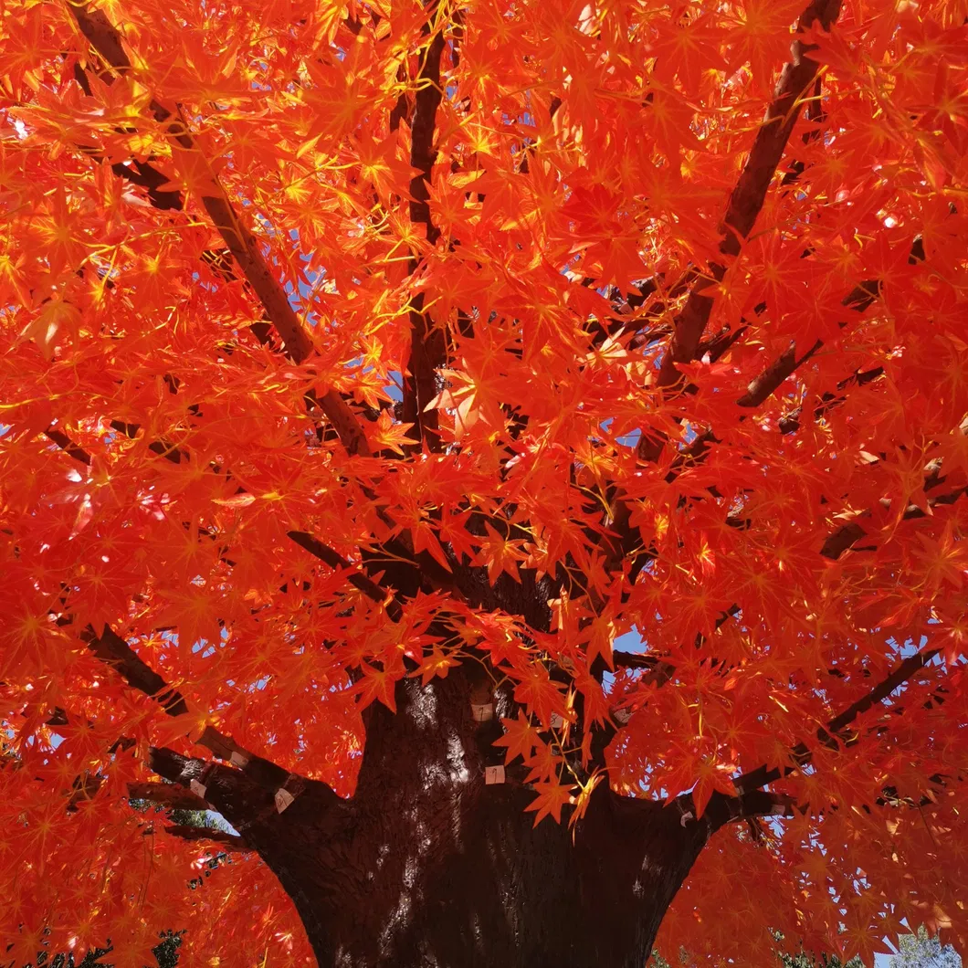 Maple Tree Interior 3