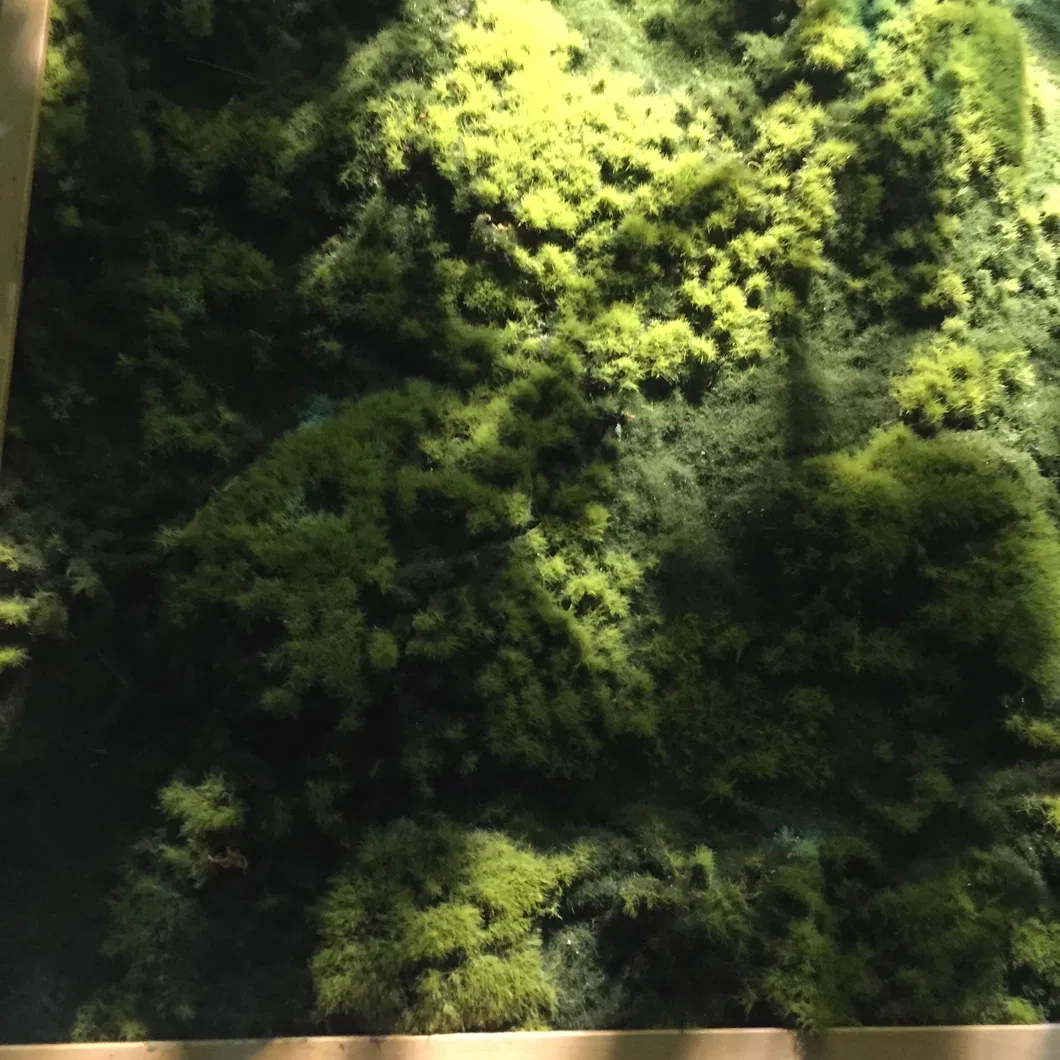 Indoor Outdoor Grass Wall